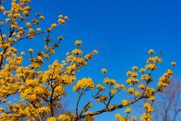 봄을 알리는 활짝 핀 산수유꽃과 파란색 하늘 - obrazy, fototapety, plakaty