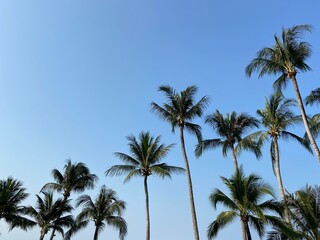 Fototapeta na wymiar nice tropical with blue sky, palms tree, green leave