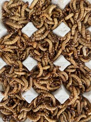 Closeup bird worm, Food for animals, insect