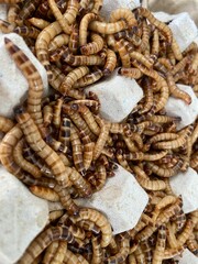 Closeup bird worm, Food for animals, insect