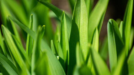 green grass close up