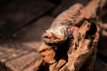 bearded dragon on ground with blur background