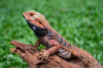 Fototapeta premium bearded dragon on ground with blur background