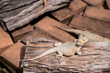bearded dragon on ground with blur background