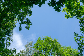 Fototapeta premium Tops of green trees against the background of blue sky and clouds. Look up. Perspective.