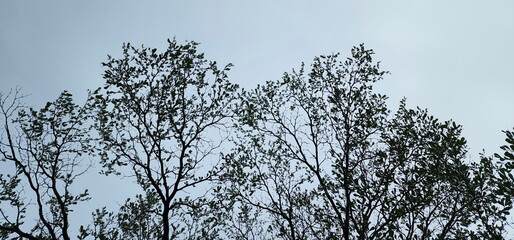 Terminalia catappa Common names Country-almond, Indian-almond, Malabar-almond and tropical-almond. With fresh green leaves viewed from under the tree in the garden, green leaves on a blue background
