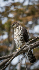 red tailed hawk