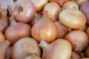 Onion close up. Bulbs, fresh crop of onions.