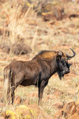 Black Wildebeest, Mountain Zebra National Park