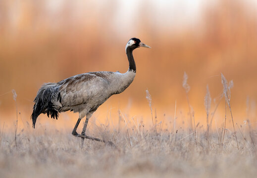Common crane birds ( Grus grus )