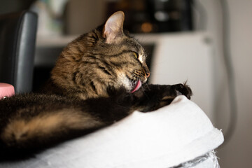 Chat