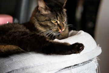 chat