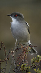 red winged blackbird