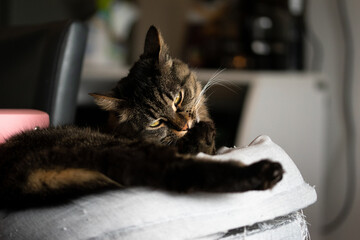 chat