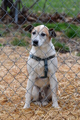 Dog in a Pen