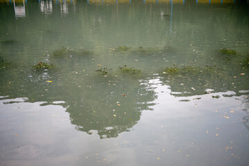 surface water plant on the pond