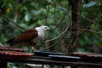 Brahminy Kite