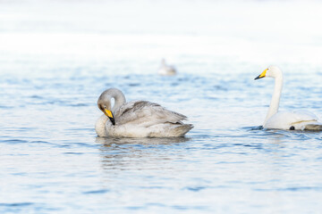 sibilant swan on the water close-up in early spring