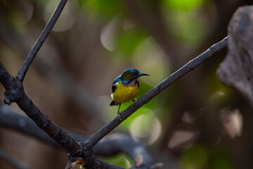 Brown - throated Sunbird
