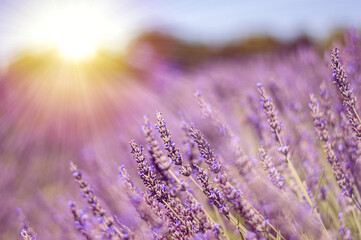 Lavender bushes closeup on sunset. Sunset gleam over purple flowers of lavender. Provence region of Italy