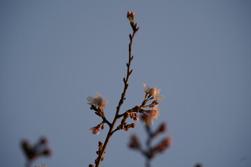2022年　3月下旬　桜の風景