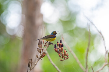 Brown - throated Sunbird