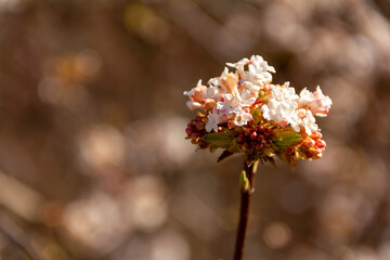 Twig with spring flowers isolated on a colored background