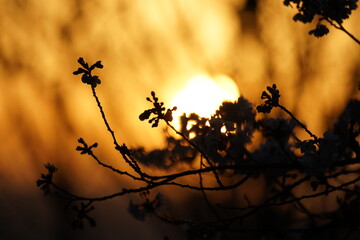 2022年　3月下旬　桜の風景