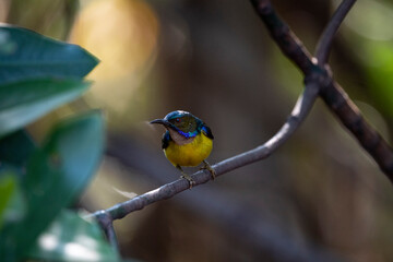 Brown - throated Sunbird