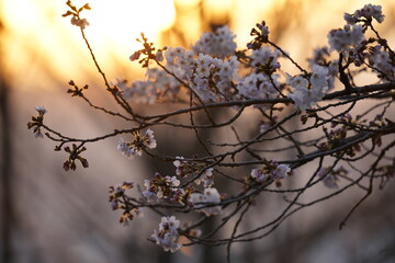 2022年　3月下旬　桜の風景