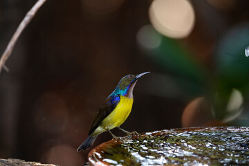 Brown - throated Sunbird