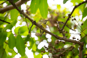 Brown - throated Sunbird