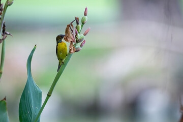 Brown - throated Sunbird