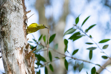 Brown - throated Sunbird