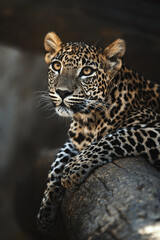 Fototapeta na wymiar Ceylon leopard (Panthera pardus kotiya) detail portrait