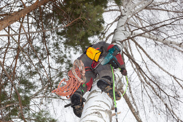 Tree surgeon. Working with a chainsaw. Sawing wood with a chainsaw.