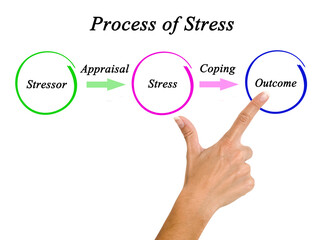 Components of Process of Stress