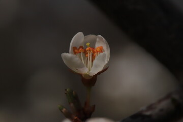 Fototapeta premium bouton fleur de cerisier
