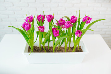 Purple tulips grow in a flowerpot on a light background