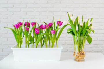 Purple tulips in a vase with white tulips with bulbs