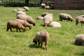 brown sheep graze on an open green meadow in a farming area, rural life, 