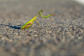 Mantis, close up with blurred background.