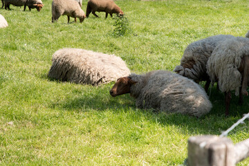 brown sheep graze on an open green meadow in a farming area, rural life, 