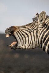 Plains Zebra, Pilanesberg National Park