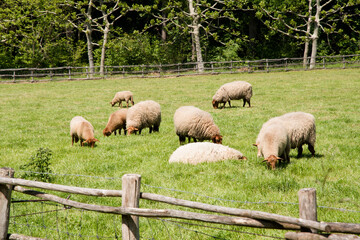 Obraz premium brown sheep graze on an open green meadow in a farming area, rural life, 