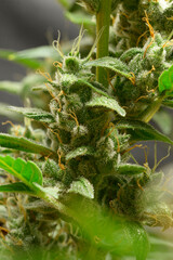 Cannabis buds blossoming flowers, trichomes in the inflorescence of the plant
