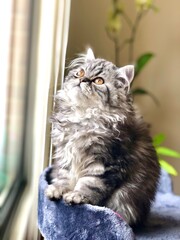 A beautiful Persian kitten © Paola