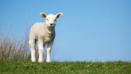 Naklejka na ściany i meble cute, baby texel sheep, lamb, looking on grass with a blue sky
