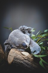 Sleeping Quala Bear