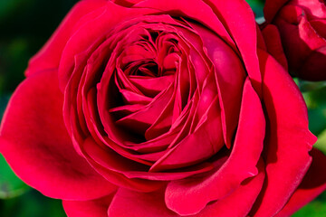 Close-up of a red rose flower with a bud in the background